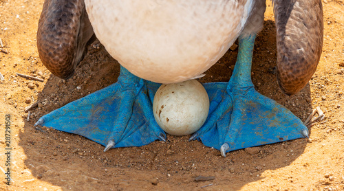 Konstfotografi A blue footed booby (Sula nebouxii) with egg during the reproduction and nesting season, Espanola Island, Galapagos national park, Ecuador