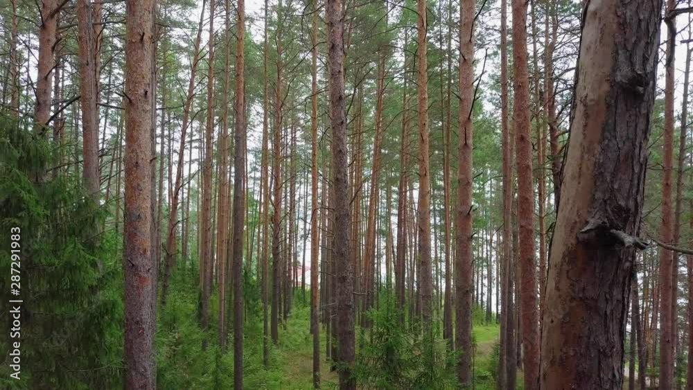 Flying Through Evergreen Coniferous Pine Forest. Aerial View Flying Through Evergreen Coniferous Pine Forest. Aerial View
