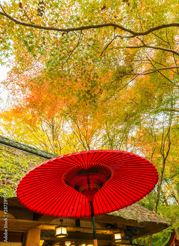 Red Japanese umbrella in forest. Natural oriental background