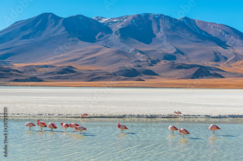 Landscape photograph with a few hundred James and Chilean flamingos in the Canapa Lagoon in the Andes mountain range near the Uyuni salt flat, Bolivia.