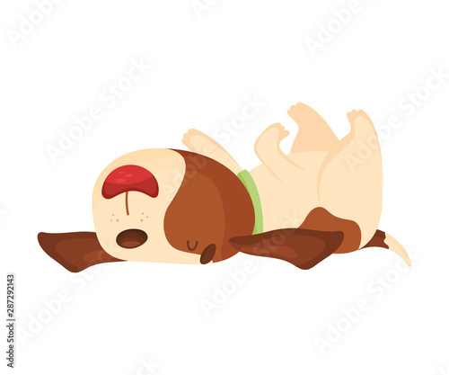 Cute beagle lies on its back. Vector illustration on a white background.