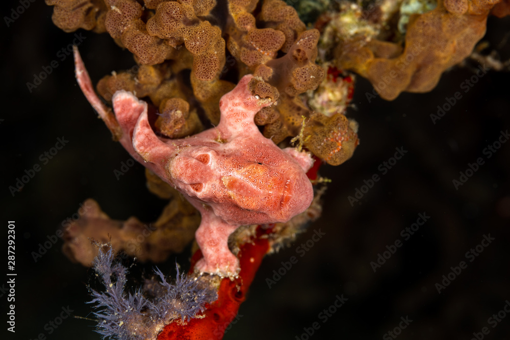Obraz premium Frogfishes are any member of the anglerfish family Antennariidae, of the order Lophiiformes