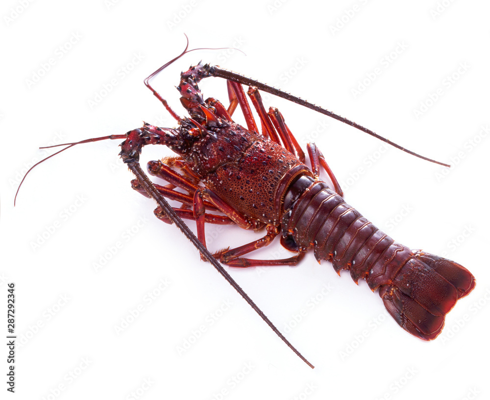 生の伊勢海老 Stock Photo Adobe Stock