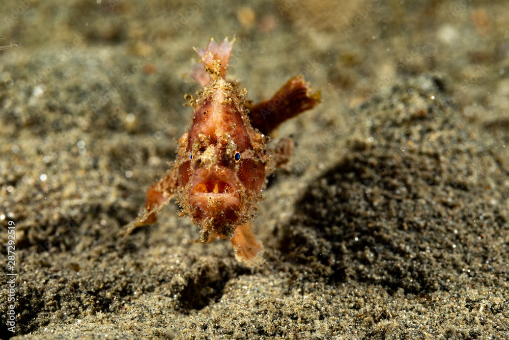 Frogfishes are any member of the anglerfish family Antennariidae, of the order Lophiiformes Frogfishes are any member of the anglerfish family Antennariidae, of the order Lophiiformes