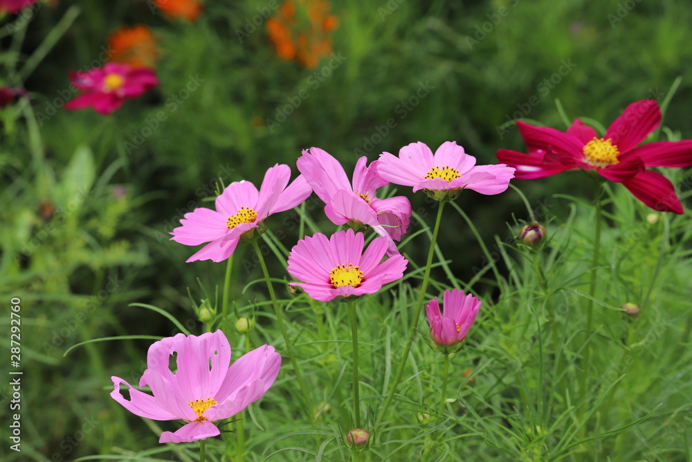 庭園に咲くピンク色のコスモスとキバナコスモス