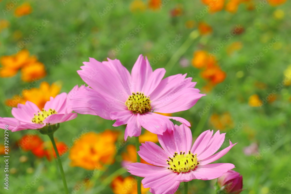 Fototapeta premium 庭園に咲くピンク色のコスモスとキバナコスモス