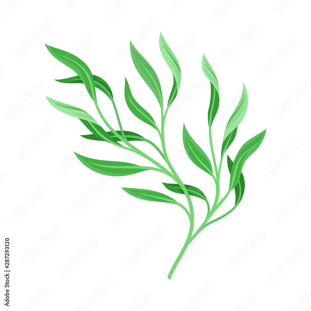 Lush branch with leaves. Vector illustration on a white background.