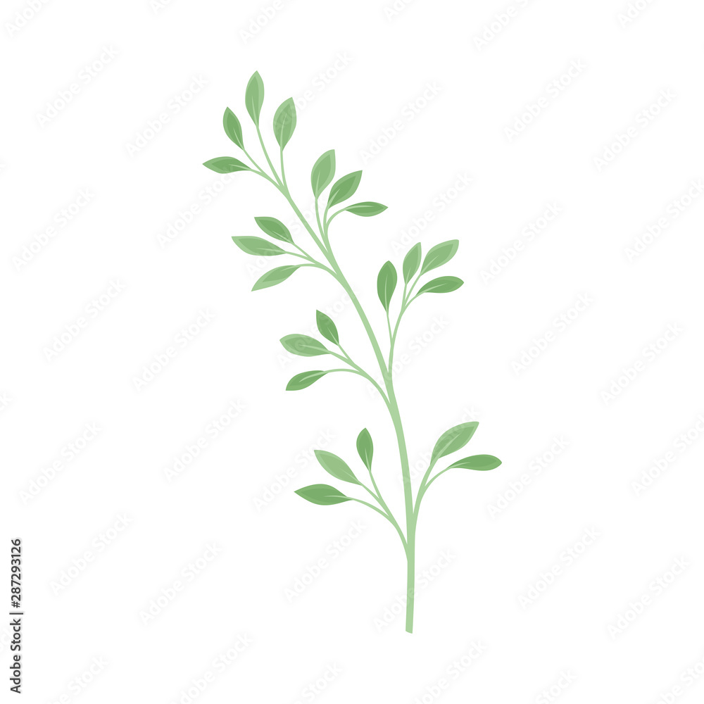 Branch with rare leaves. Vector illustration on a white background.