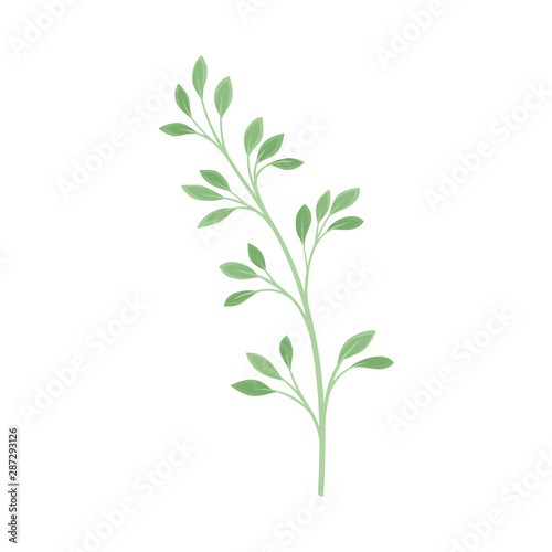 Branch with rare leaves. Vector illustration on a white background.