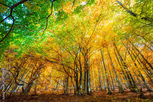 Colorful Autumn in wild forest, golden leaves on trees