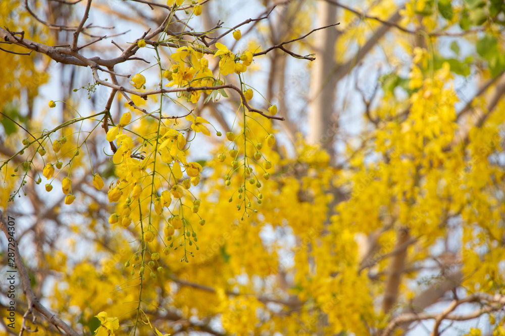 Golden Shower Tree on blue sky.Spring and summer Golden Shower Tree on blue sky.Spring and summer