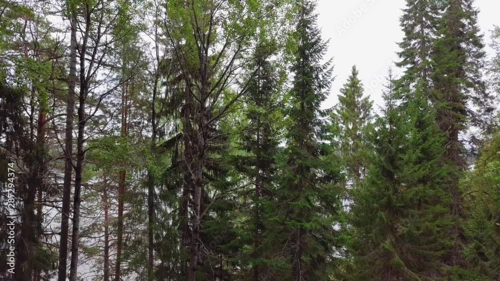 Flying Through Evergreen Coniferous Forest. Aerial View Flying Through Evergreen Coniferous Forest. Aerial View