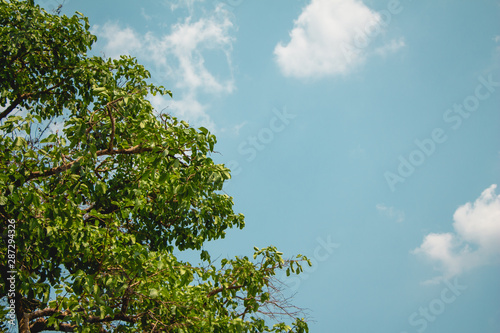 Fototapeta Naklejka Na Ścianę i Meble -  green tree and blue sky
