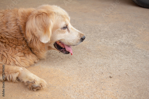 old and fat golden retriever on floor.