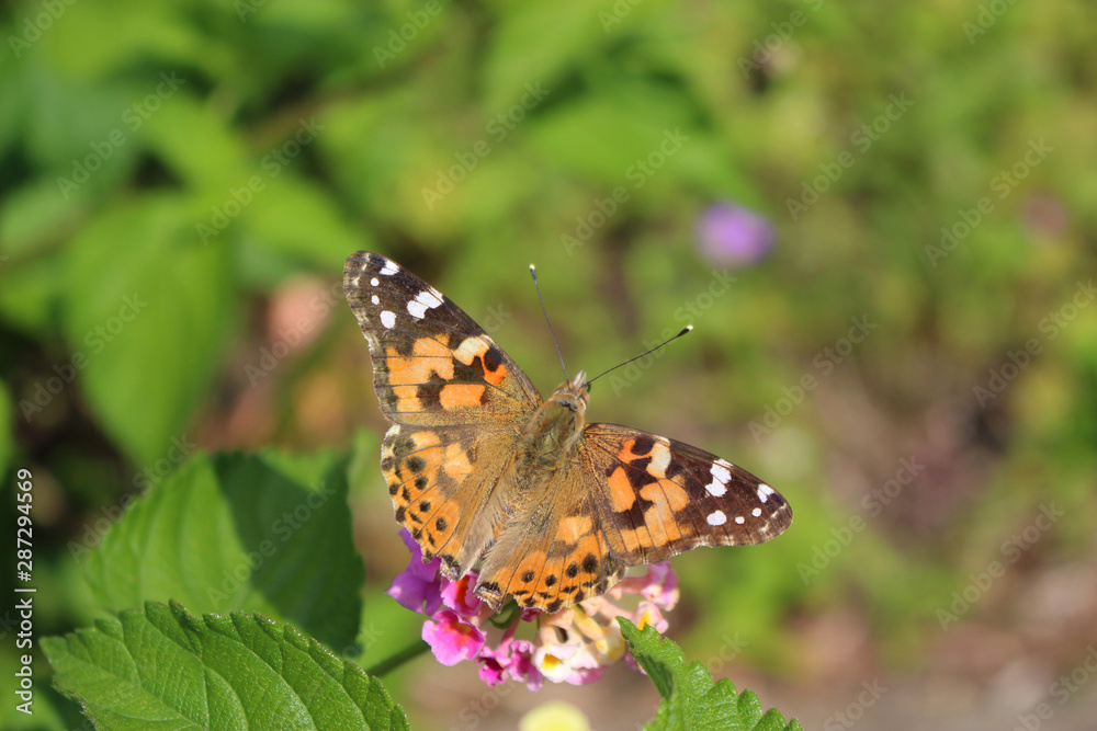 ランタナの花の蜜を吸うヒメアカタテハ ランタナの花の蜜を吸うヒメアカタテハ