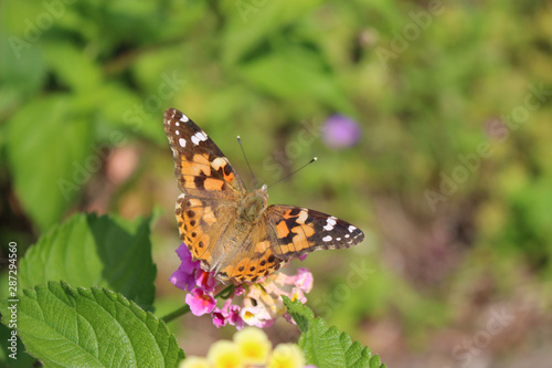 ランタナの花の蜜を吸うヒメアカタテハ