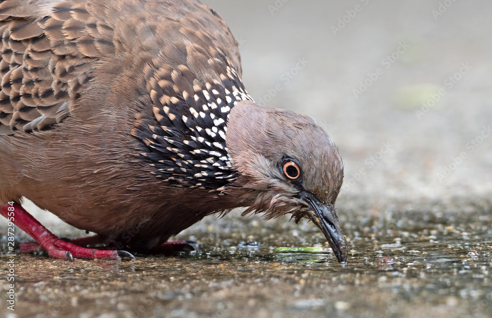 Close up Spotted Dove Drinking Water on The Ground Close up Spotted Dove Drinking Water on The Ground
