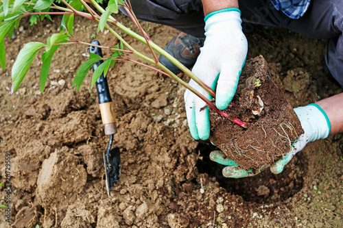 Garedener at work: How to plant a peony shrub in the ground.