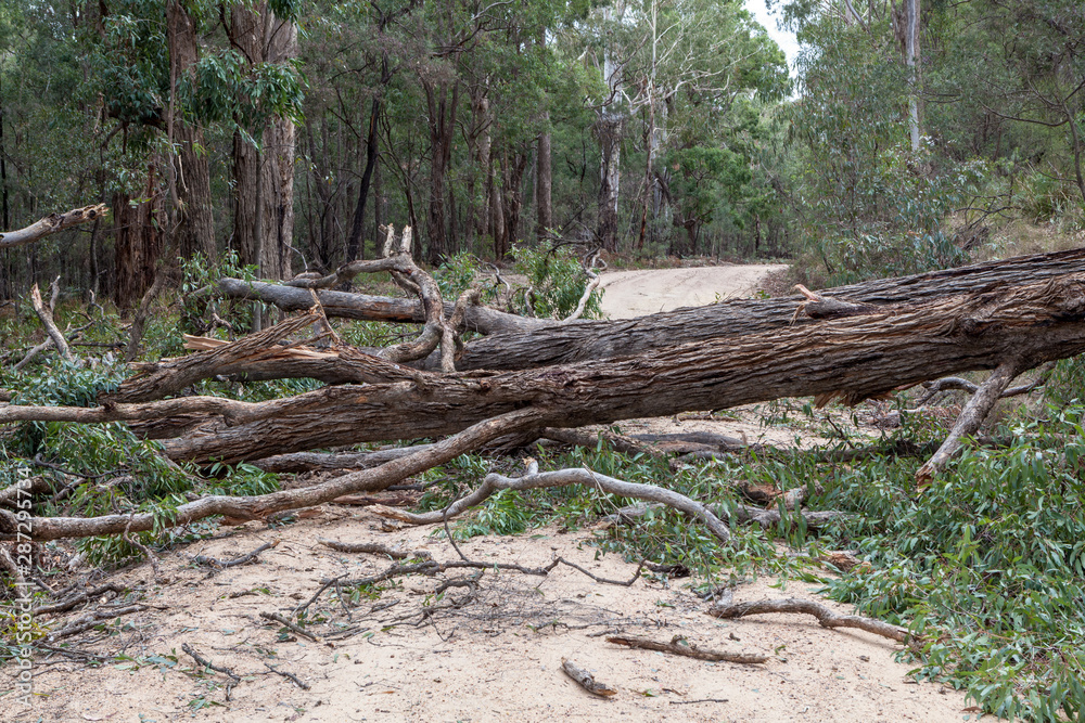 Fallen Tree, Capertee Valley, NSW, Australia Fallen Tree, Capertee Valley, NSW, Australia