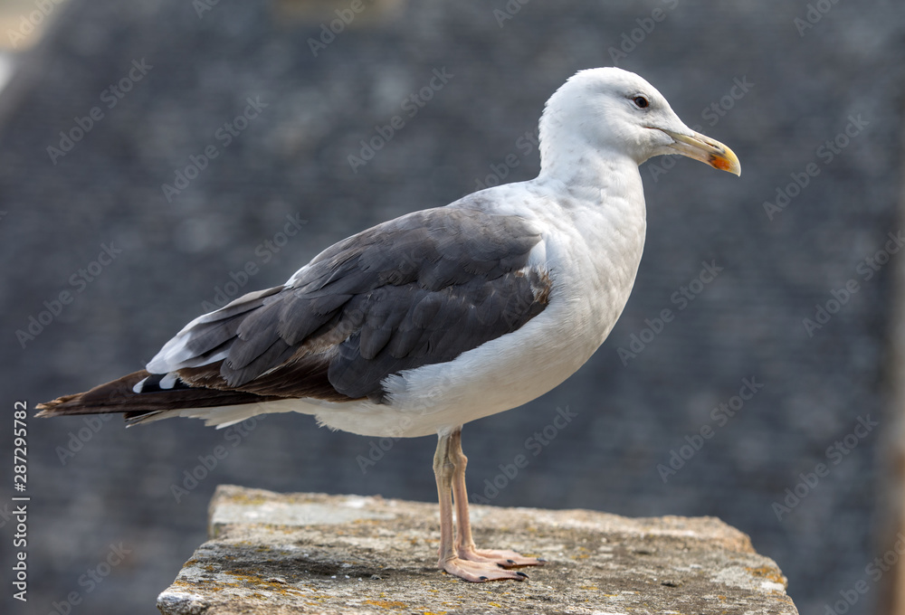Obraz premium Seagull at Le Mont Saint-Michel, medieval fortified abbey and village on a tidal island in the Normandy, France, at low tide