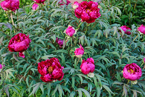 Beautiful pink peonies in the garden.