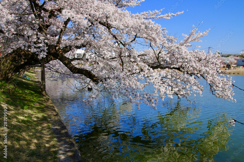 五百淵公園の桜(福島県・郡山市) 五百淵公園の桜(福島県・郡山市)