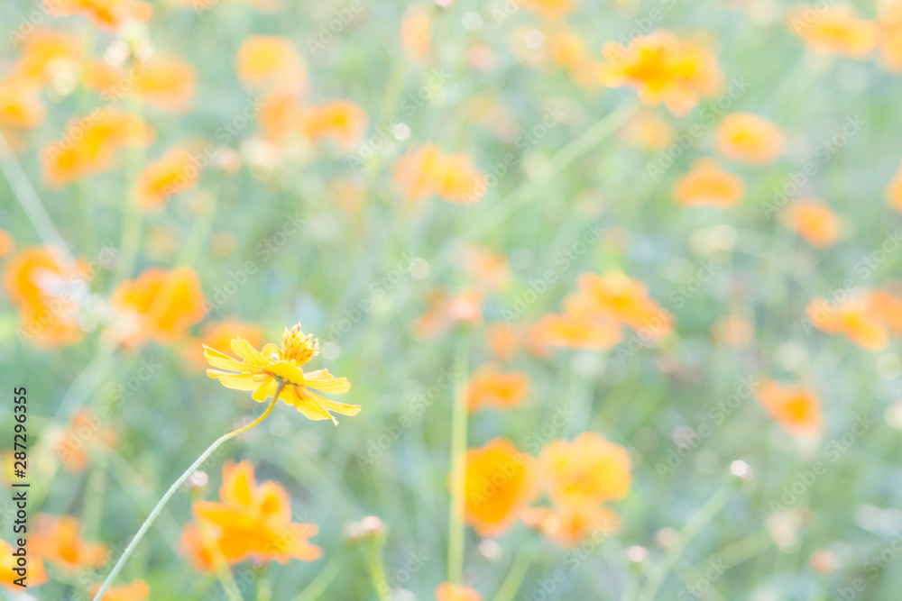 Soft, selective focus of cosmos, blurry flower for background, colorful plants