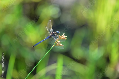 Dragonfly (Trithemis festiva) in the Taiwan.  © chienmuhou