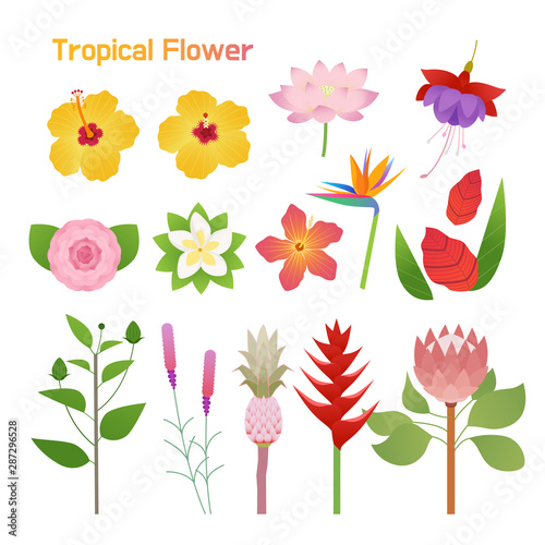 Tropical flower single set design. flat design style minimal vector illustration.