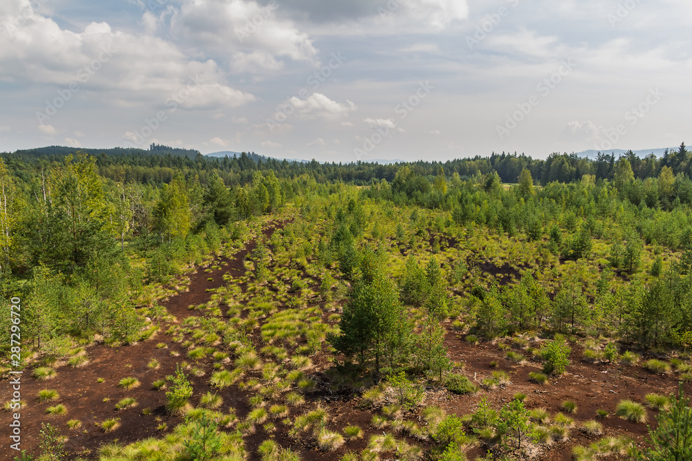 Nice view to Soumarske heath with trees and grass, Czech republic Nice view to Soumarske heath with trees and grass, Czech republic