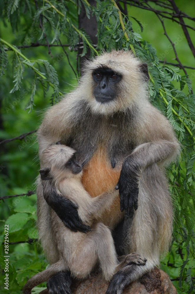 Fototapeta premium mono