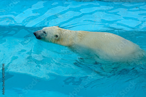 Polar bear at the zoo. An animal in captivity. Northern Bear © Алексей Закиров