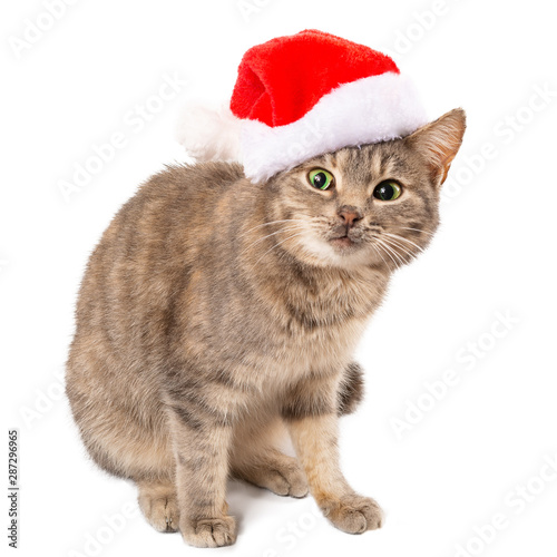 Cat in a hat of Santa Claus with a surprised or scared look, large plan. New Year, Christmas cat on a white isolated background, for postcard, banner. Front view, place for text, Copy space. © Fordvika