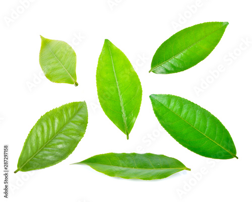 tea leaf on white background © wannadang1