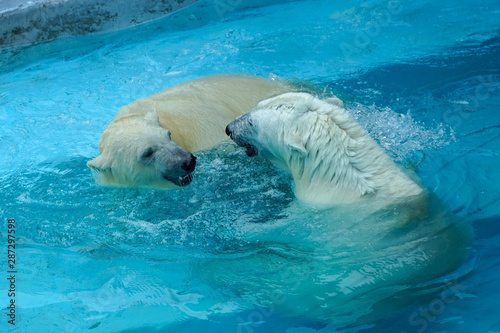 Sibling wrestling in baby games. Two polar bear cubs are playing about in pool. Cute and cuddly animal kids, which are going to be the most dangerous beasts of the world © Алексей Закиров