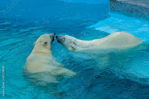 Sibling wrestling in baby games. Two polar bear cubs are playing about in pool. Cute and cuddly animal kids, which are going to be the most dangerous beasts of the world