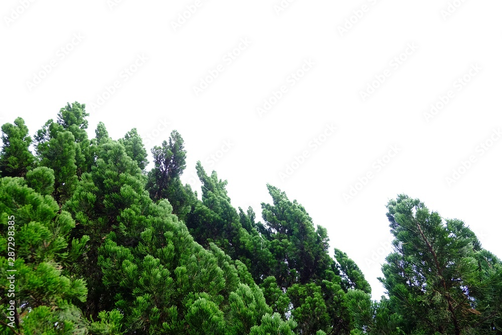 Pine trees with branches on white isolated background for green foliage backdrop