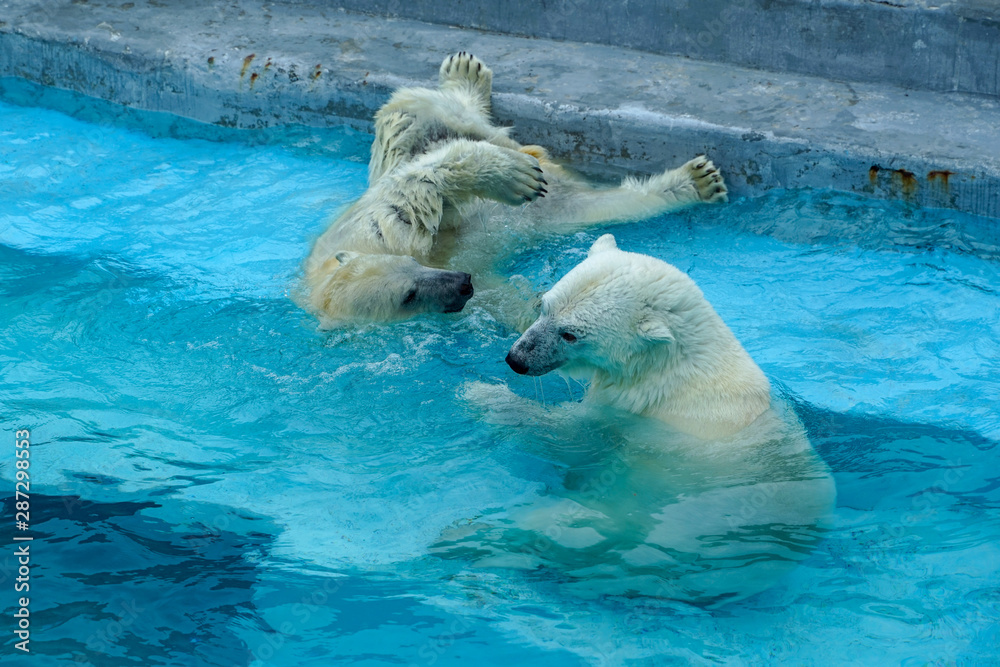 Naklejka premium Sibling wrestling in baby games. Two polar bear cubs are playing about in pool. Cute and cuddly animal kids, which are going to be the most dangerous beasts of the world