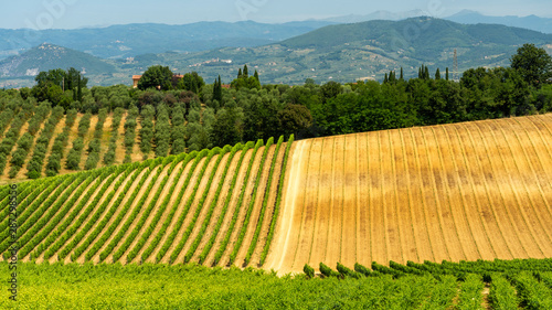 Landscape in Chianti near Lamporecchio at summer
