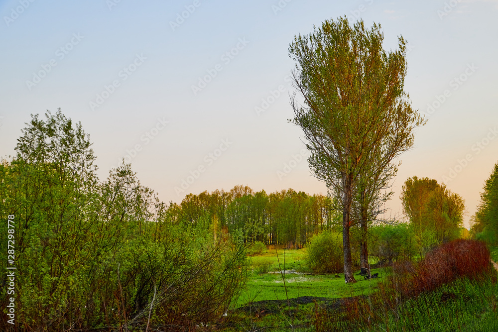 Obraz premium Nature landscape with field, water of lake or swamp and big tree on the foreground