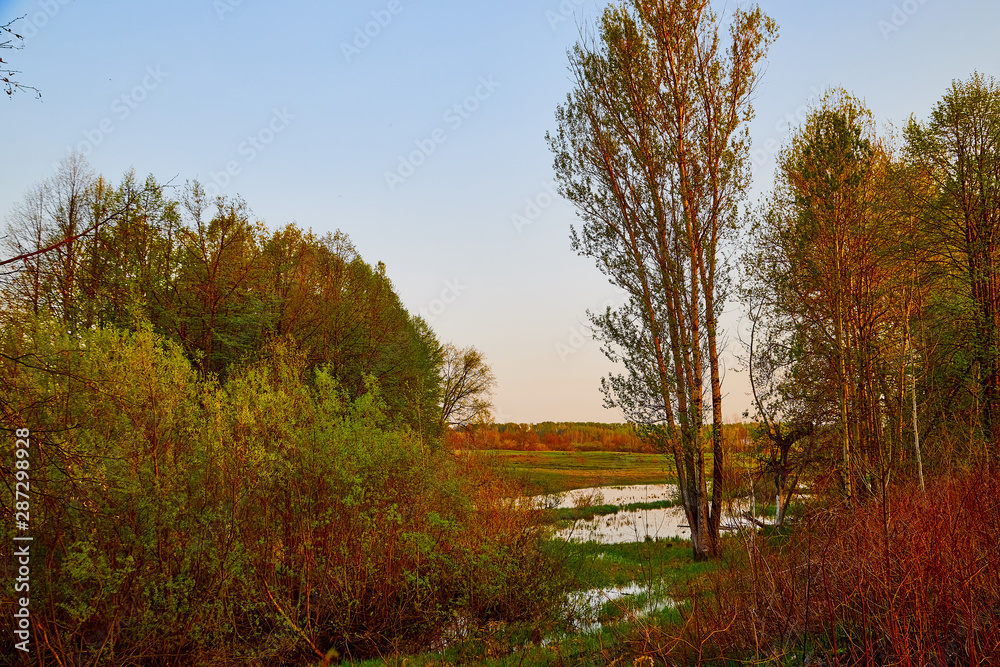 Fototapeta premium Nature landscape with field, water of lake or swamp and big tree on the foreground