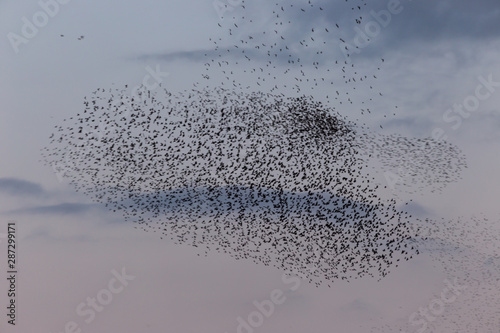 Flock of birds making a beautiful shape in the sky