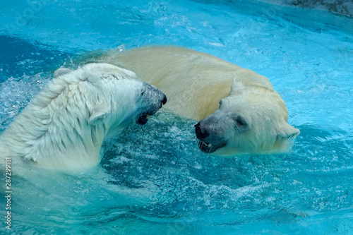 Sibling wrestling in baby games. Two polar bear cubs are playing about in pool. Cute and cuddly animal kids  which are going to be the most dangerous beasts of the world