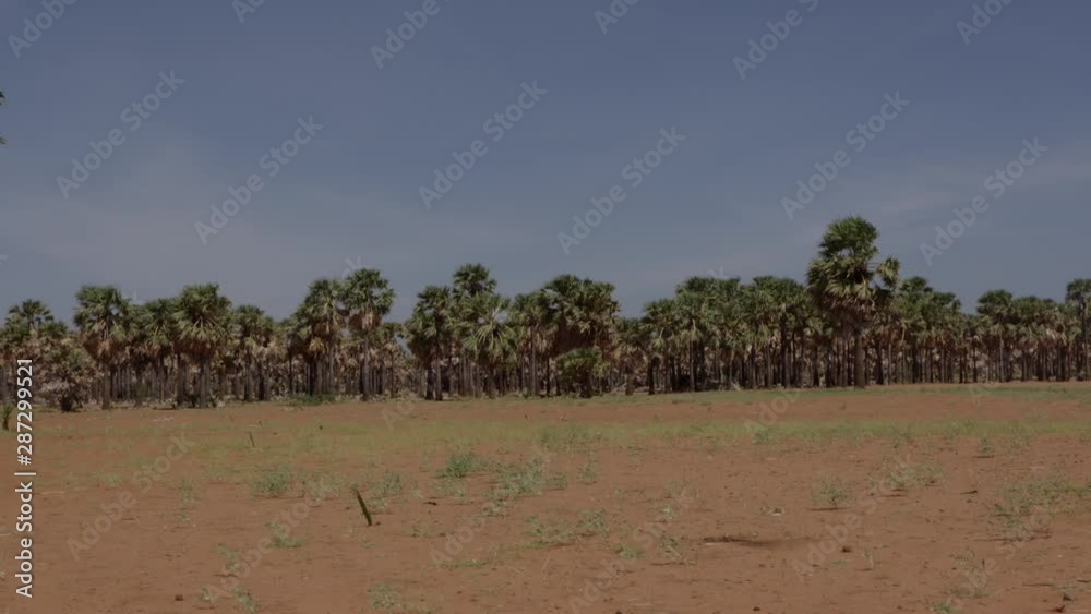 Wide shot of palm trees with beautiful blue sky Wide shot of palm trees with beautiful blue sky