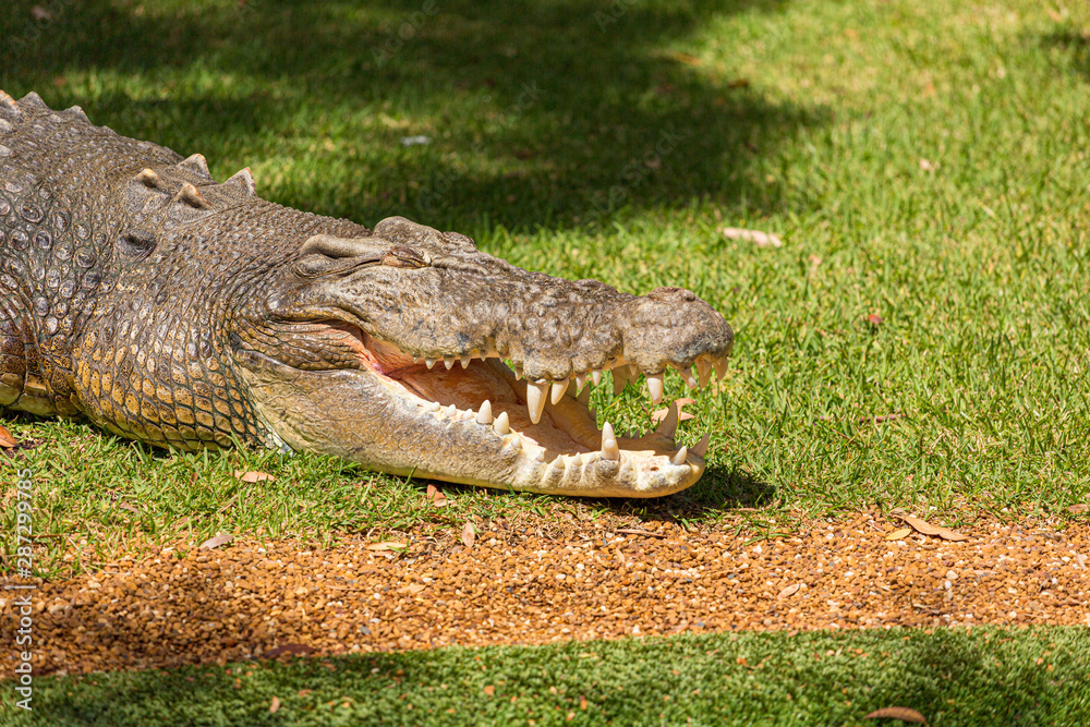 Fototapeta premium saltwater crocodile (Crocodylus porosus) a crocodilian basking in the sun