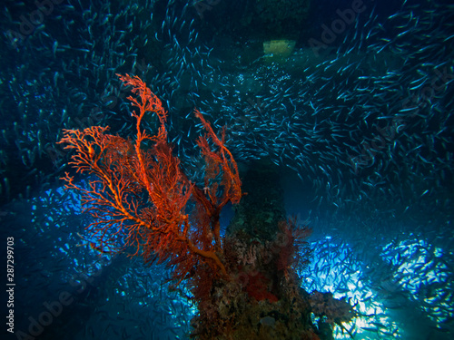 Red sea fan below fish school, Seefächer unter einem Fischschwarm