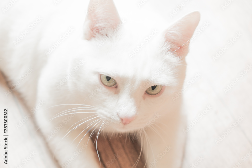 Portrait of a white cat with green, beautiful eyes. The expressive look of a fluffy cat. Soft, white coat. Portrait of a white cat with green, beautiful eyes. The expressive look of a fluffy cat. Soft, white coat.