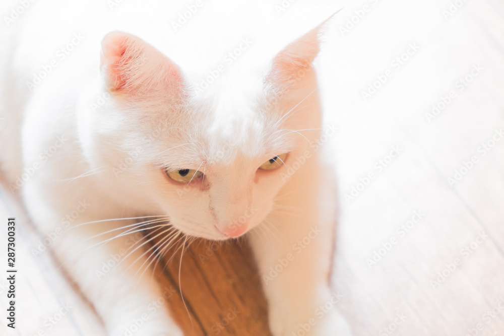 Portrait of a white cat with green, beautiful eyes. The expressive look of a fluffy cat. Soft, white coat. Portrait of a white cat with green, beautiful eyes. The expressive look of a fluffy cat. Soft, white coat.