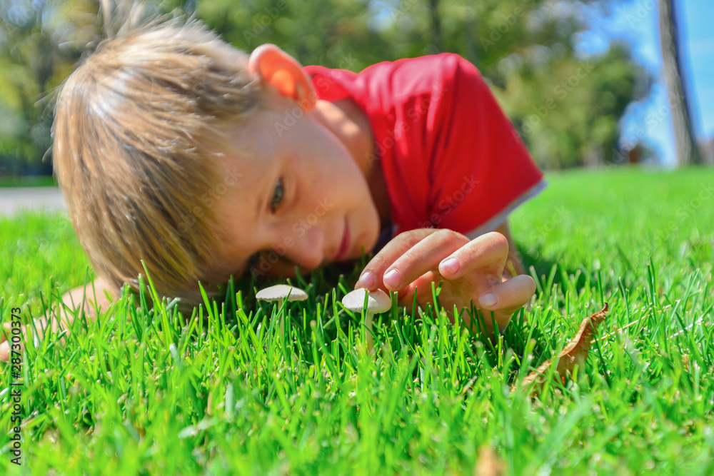 The boy lies on the green grass and looks at small porcini mushrooms. The boy lies on the green grass and looks at small porcini mushrooms.