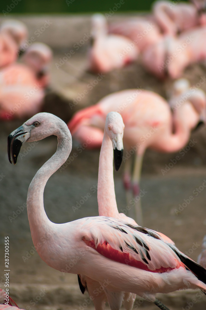 Naklejka premium flamant rose